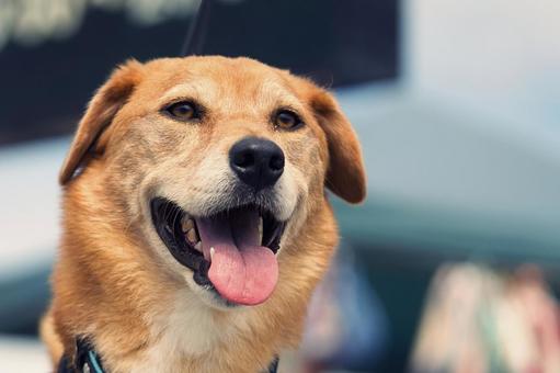 ワンコのポートレート 犬,雑種,可愛い犬の写真素材