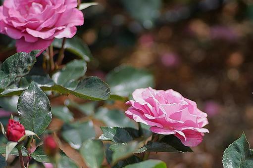Aramaki Rose Garden 208 Love Potion, JPG