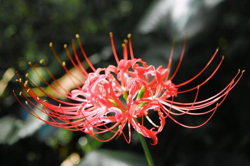 彼岸花の咲く絶景（秋を彩る曼珠沙華） 彼岸花,曼珠沙華,リコリスの写真素材