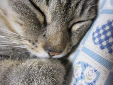 安心して眠る猫 安心して眠る猫の写真