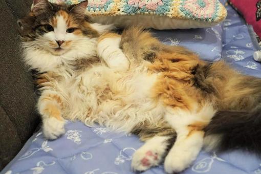 猫 猫の写真