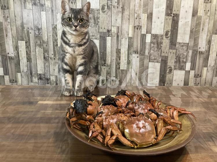 猫とモクズガニ 猫,アメリカンショートヘアー,モクズガニの写真素材