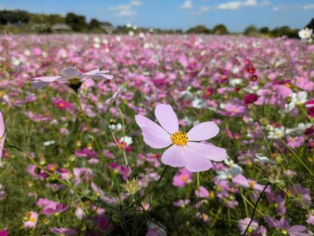 コスモス畑 コスモス畑,秋桜,コスモスの写真素材