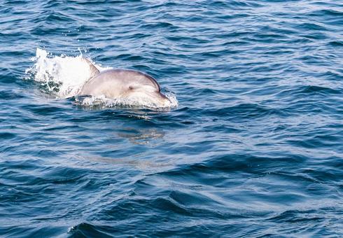 海面に顔を出したイルカ 海面に顔を出したイルカ 海面,飛ぶ,跳ねるの写真素材
