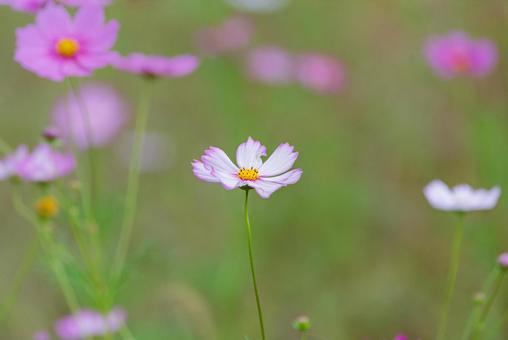 Beautiful pale pink cosmos, JPG