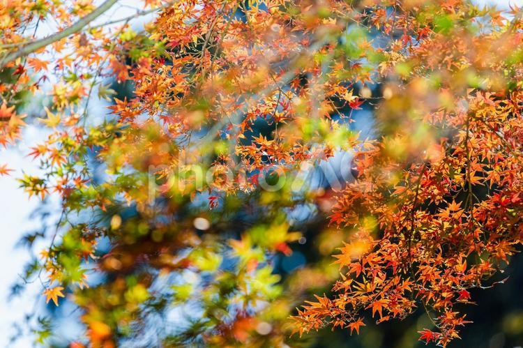 六義園の紅葉13 紅葉,黄葉,秋の写真素材