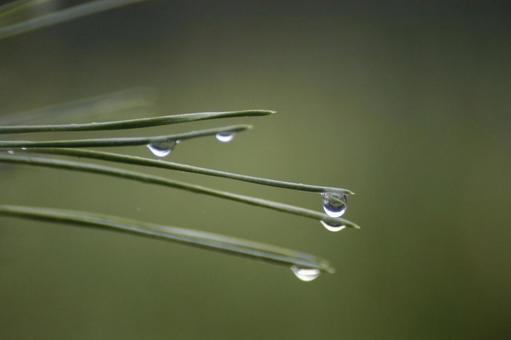 松葉と水滴 松葉,水滴,緑の写真素材