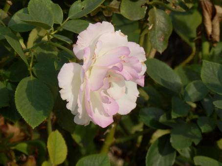 【薔薇の写真】バラの花 バラ,薔薇,植物の写真素材