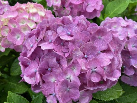 紫の紫陽花 紫の紫陽花の写真