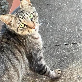 野良猫20 野良猫20の写真