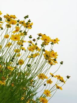 オオキンケイギク オオキンケイギク オオキンケイギク,特定外来種,特定外来生物の写真素材