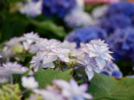 紫陽花の写真