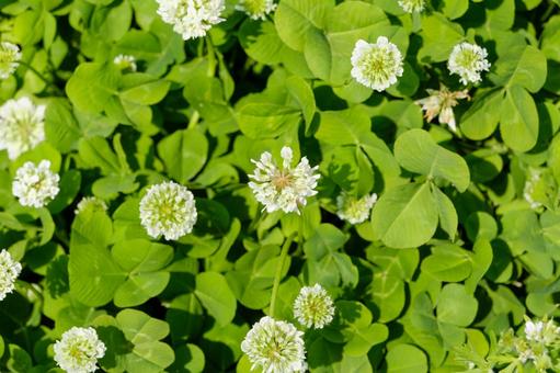クローバーの葉に囲まれたシロツメクサの花 クローバーの葉に囲まれたシロツメクサの花の写真