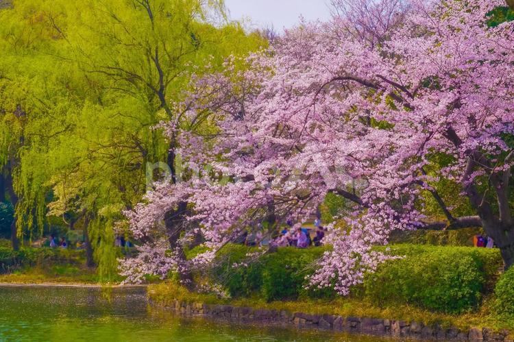 湖に舞う桜の花びら 桜,湖,花びらの写真素材