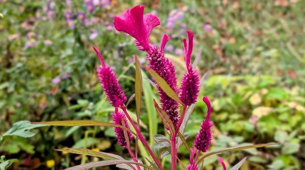 紫の花 花,紫,ピンクの写真素材