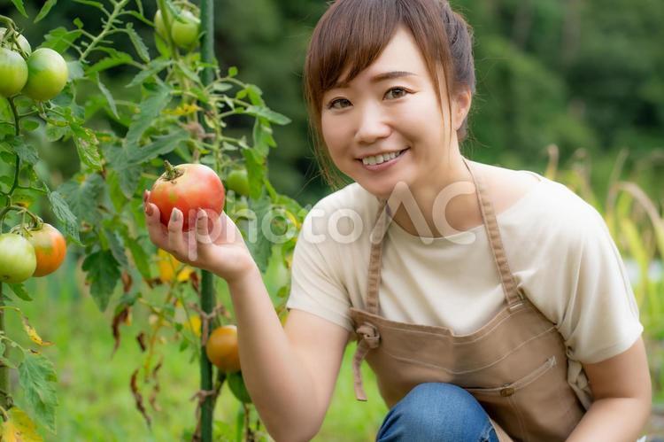 トマトを栽培する女性 家庭菜園,野菜,農業体験の写真素材