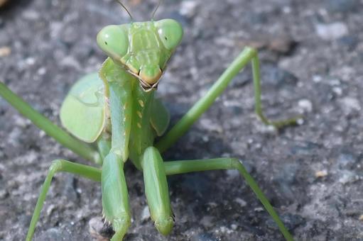 かまきり かまきり カマキリ,アスファルト,地面の写真素材