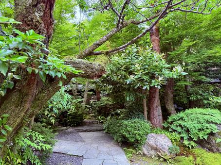 京都のレストランの日本庭園 京都のレストランの日本庭園 日本庭園,京都,緑の写真素材