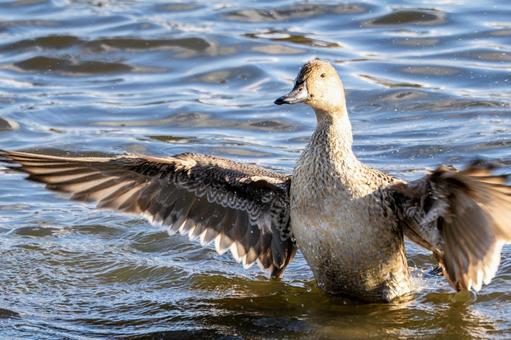 オナガガモの羽ばたき⑸ カモ,オナガガモ,メスの写真素材