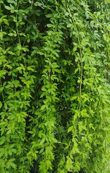 10月の植物 植物,木,茂みの写真素材