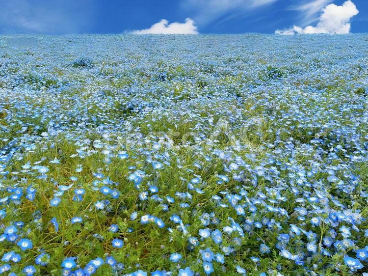 群生するネモフィラの花　7 ネモフィラ,ネモフィラの花,青い花の写真素材