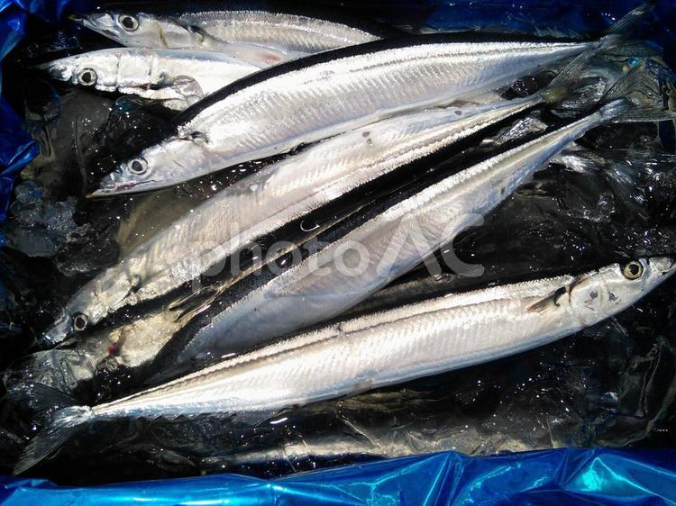 三陸産の光沢のあるさんま 魚,魚介類,海の写真素材