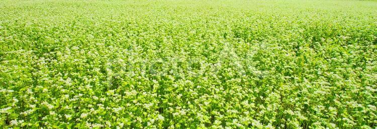 そば畑 蕎麦,そば,そば畑の写真素材