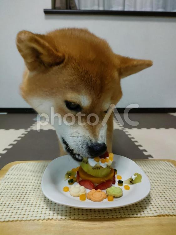 5歳のお誕生日ケーキを食べる柴犬！ 犬,シバ,shibainuの写真素材