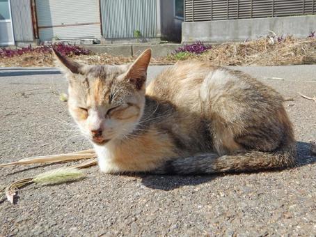 猫 野生 昼寝 猫じゃらし 男木島 猫 野生 昼寝 猫じゃらし 男木島の写真