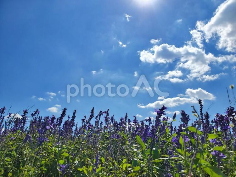 快晴の花畑 空,花畑,雲の写真素材