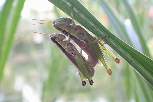 バッタ バッタ,トノサマバッタ,昆虫の写真素材