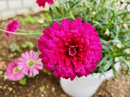 マーガレット(マリー)鉢植え マーガレット(マリー)鉢植えの写真