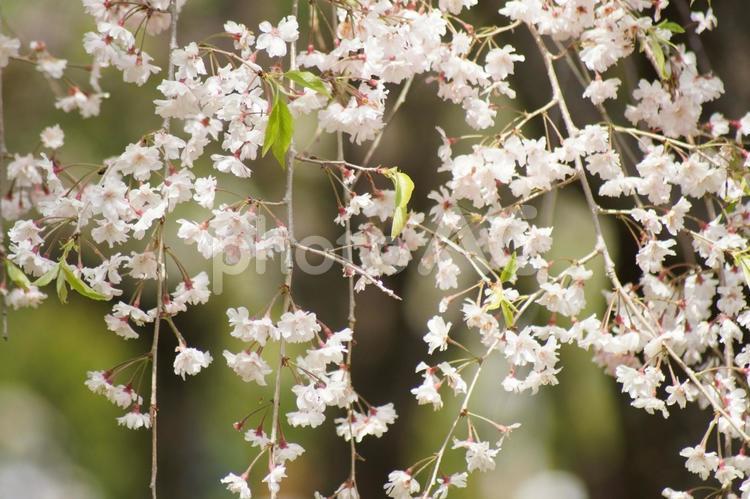 美しいしだれ桜２４－１ さくら,桜,しだれ桜の写真素材