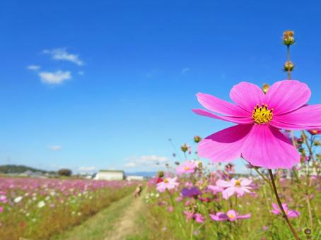 コスモス コスモス コスモス,花,花畑の写真素材