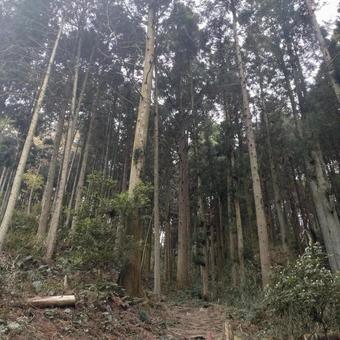 森 森の写真