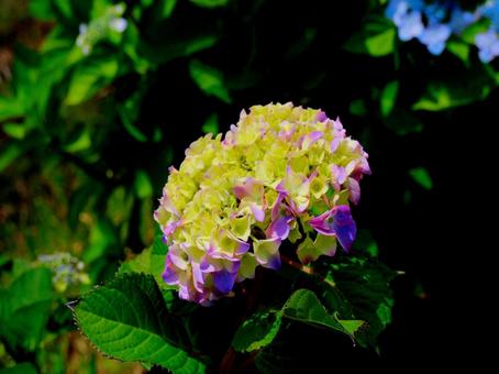 日本の花 日本の花 あじさい,あじさい祭り,アジサイの写真素材