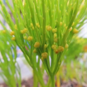 マツバラン（松葉蘭） マツバラン,松葉蘭,花の写真素材