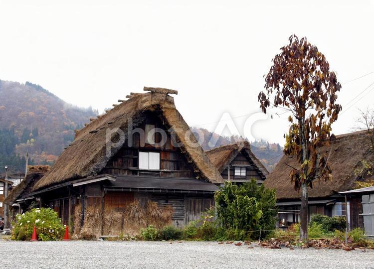 小雨降る古民家群 白川郷,小雨,岐阜県の写真素材