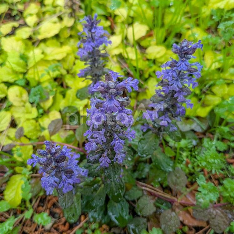 雨の中のアジュガ 雨,緑,花の写真素材