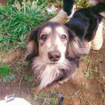 ミニチュアダックスフンド ミニチュアダックスフンド 犬,ワンコ,ペットの写真素材