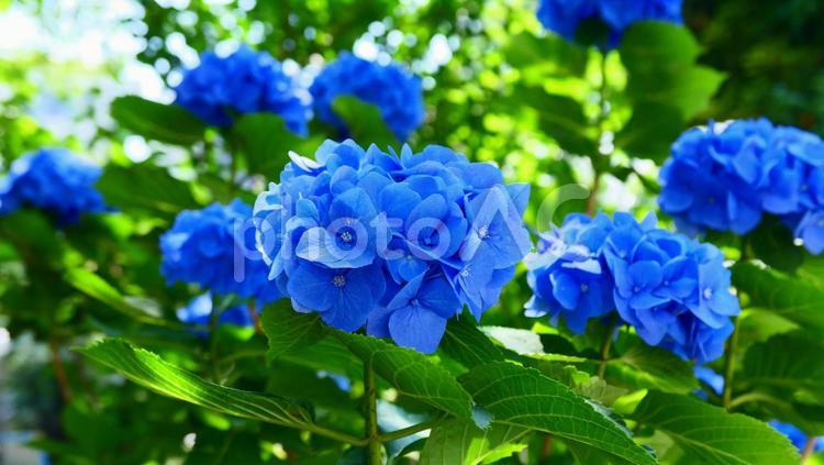 紫陽花　アジサイ　あじさい　青系 あじさい,アジサイ,自然の写真素材