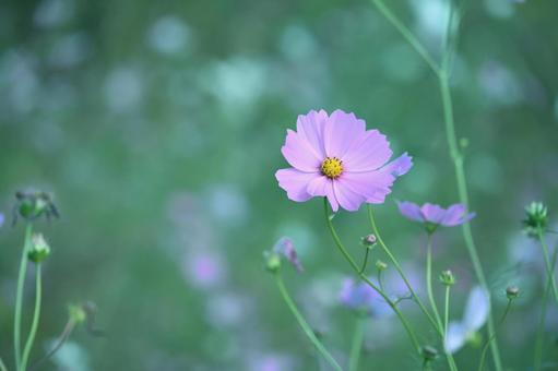 ピンクのコスモス フラワー,自然,コスモスの写真素材