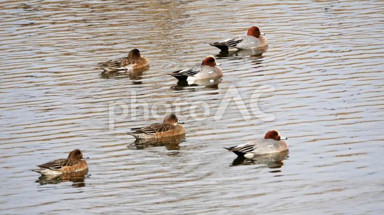 親水池を優雅に舞う冬の使者ヒドリガモ ヒドリガモ,鴨,渡り鳥の写真素材