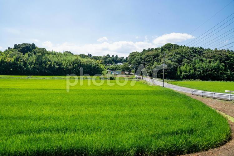 田園風景 田園風景,田舎暮らし,緑樹の写真素材