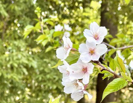 桜の花の枝 桜の花の枝の写真