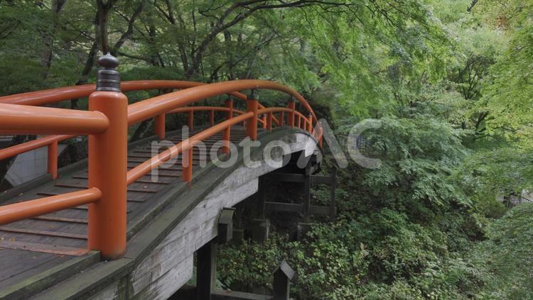 赤いアーチ橋と新緑のもみじ 新緑,もみじ,橋の写真素材