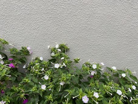 神田川10月：オシロイバナのフレームの写真