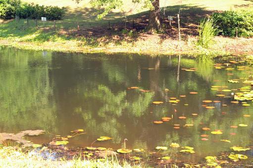 バラ園の池 バラ園の池の写真