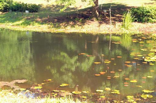 Rose garden pond, a waterside, pool, garden, JPG