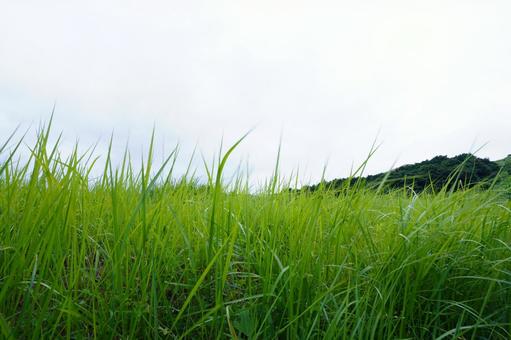 草原の風景 草原の風景の写真